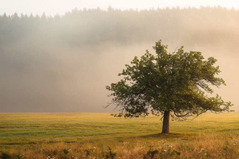 Giornata Nazionale degli alberi